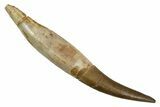 Fossil Plesiosaur (Zarafasaura) Tooth With Root #344872-1